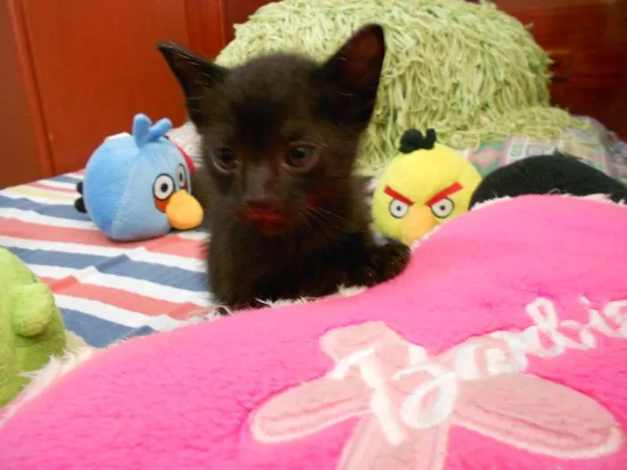 Gato ra a vira lata idade Abaixo de 2 meses nome Sem Nome