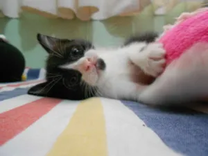 Gato raça vira lata idade Abaixo de 2 meses nome Sem Nome
