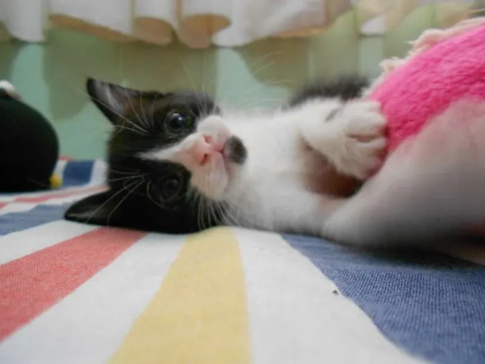 Gato ra a vira lata idade Abaixo de 2 meses nome Sem Nome