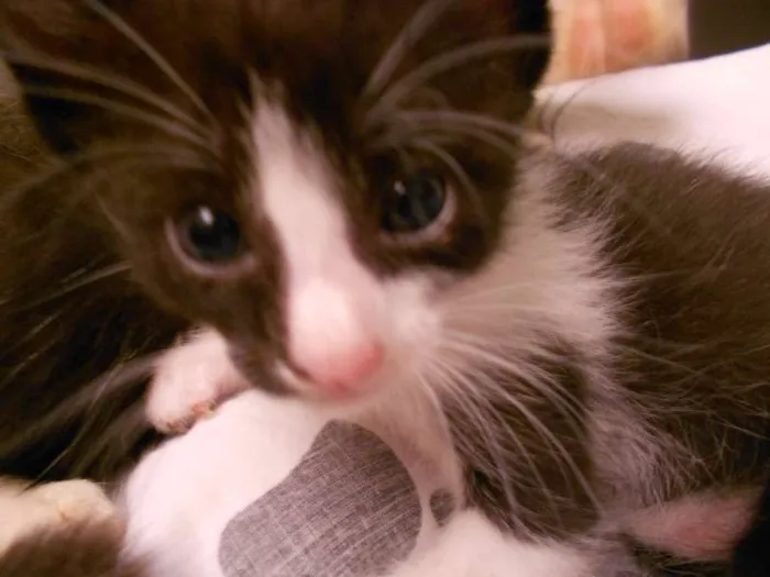 Gato ra a vira lata idade Abaixo de 2 meses nome Sem Nome