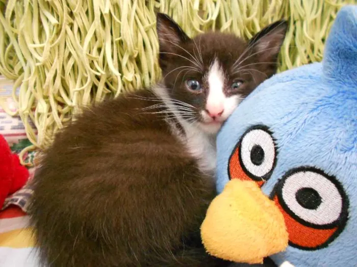 Gato ra a vira lata idade Abaixo de 2 meses nome Sem Nome