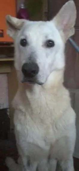 Cachorro raça Mistiso  idade  nome Ralf José
