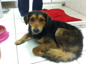 Cachorro raça SRD idade 2 anos nome GOLD