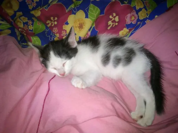 Gato ra a SRD idade Abaixo de 2 meses nome Sem nome 