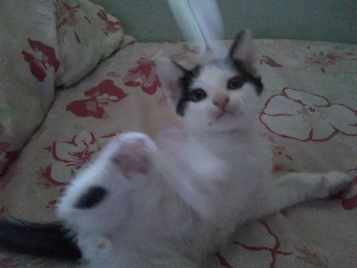 Gato ra a SRD idade Abaixo de 2 meses nome Sem nome 