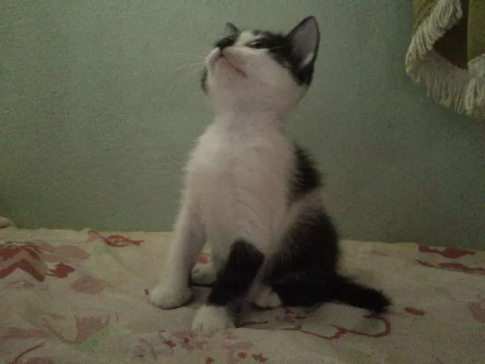 Gato ra a SRD idade Abaixo de 2 meses nome Sem nome 