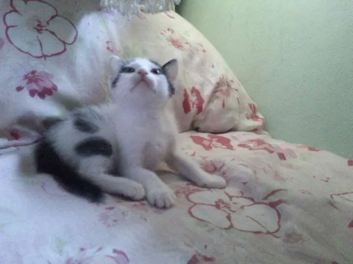 Gato ra a SRD idade Abaixo de 2 meses nome Sem nome 
