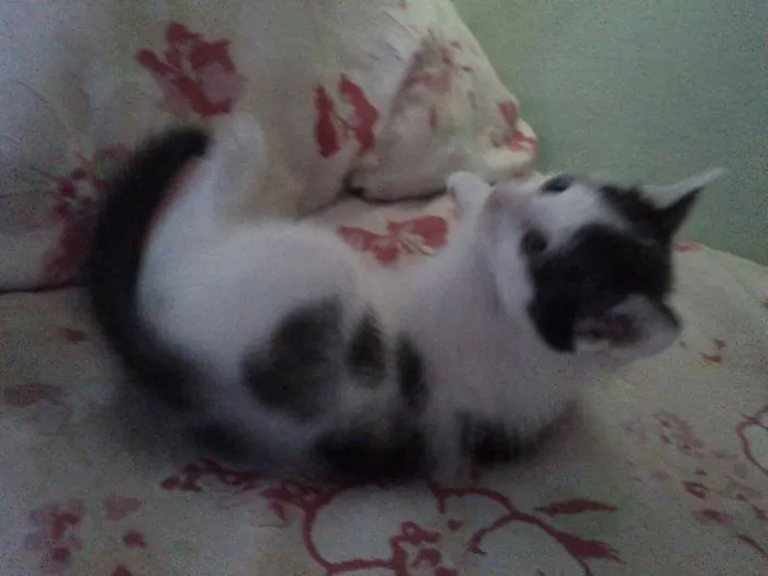 Gato ra a SRD idade Abaixo de 2 meses nome Sem nome 