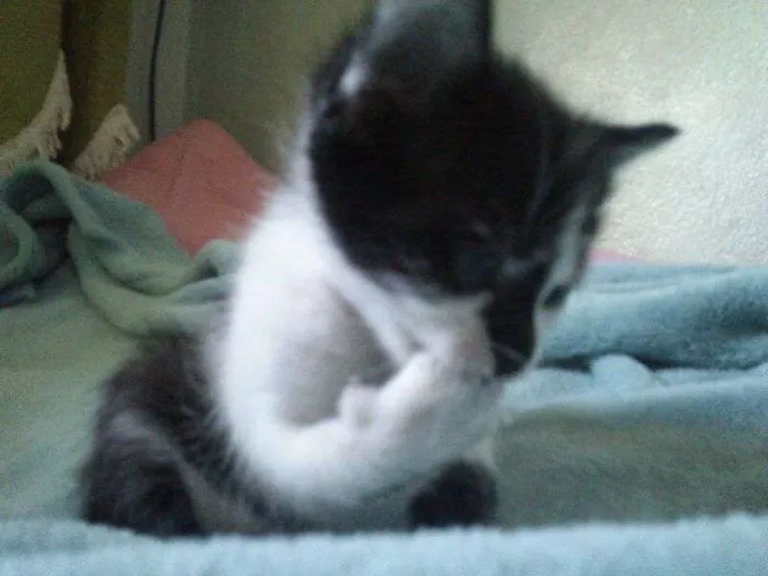 Gato ra a SRD idade Abaixo de 2 meses nome Sem nome