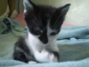 Gato raça SRD idade Abaixo de 2 meses nome Sem nome