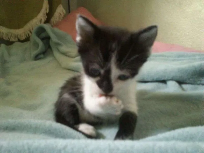 Gato ra a SRD idade Abaixo de 2 meses nome Sem nome
