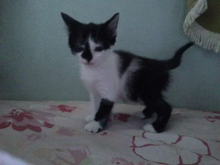 Gato ra a SRD idade Abaixo de 2 meses nome Sem nome