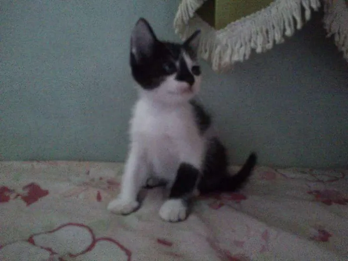 Gato ra a SRD idade Abaixo de 2 meses nome Sem nome
