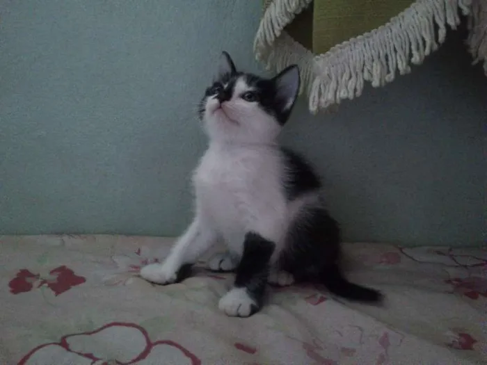 Gato ra a SRD idade Abaixo de 2 meses nome Sem nome