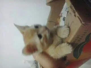 Gato ra a SRD idade Abaixo de 2 meses nome Sem nome