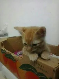 Gato ra a SRD idade Abaixo de 2 meses nome Sem nome