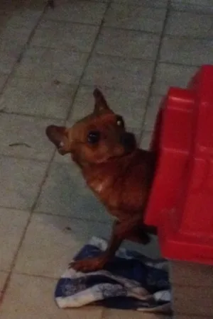 Cachorro raça Pinscher idade 2 anos nome Fiona