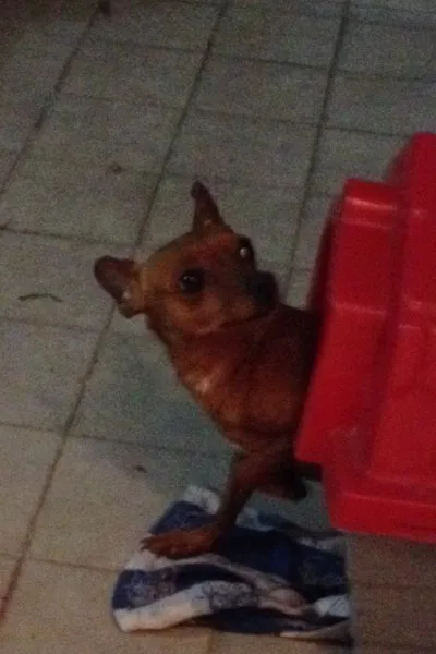 Cachorro ra a Pinscher idade 2 anos nome Fiona