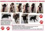 Cachorro raça SRD idade Abaixo de 2 meses nome Belinha