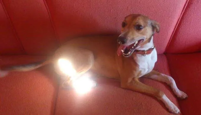 Cachorro ra a vira lata idade 6 ou mais anos nome Poof