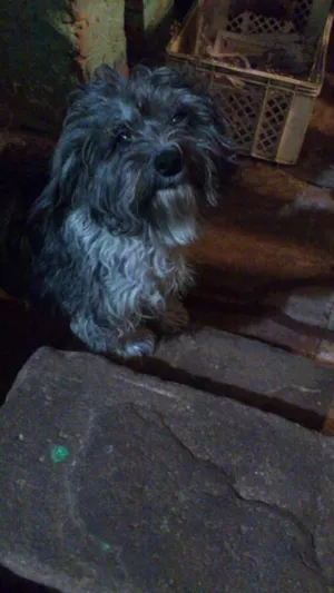 Cachorro raça Poodle idade 5 anos nome Laika