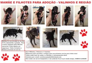 Cachorro raça SRD idade Abaixo de 2 meses nome Belinha