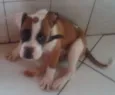 Zeus GRATIFICA