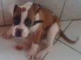 Zeus GRATIFICA