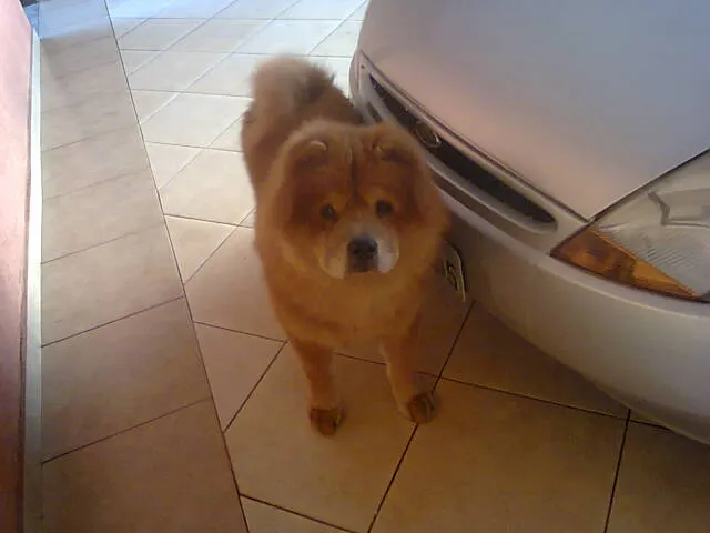 Cachorro ra a Chow Chow idade 6 ou mais anos nome Jhow