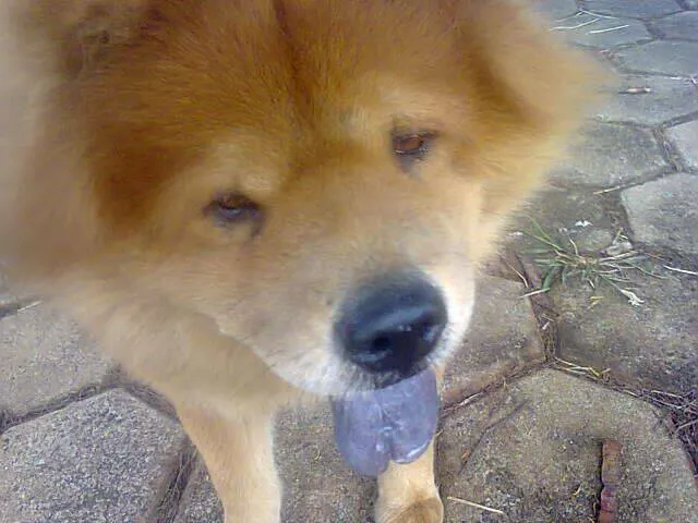 Cachorro ra a Chow Chow idade 6 ou mais anos nome Jhow