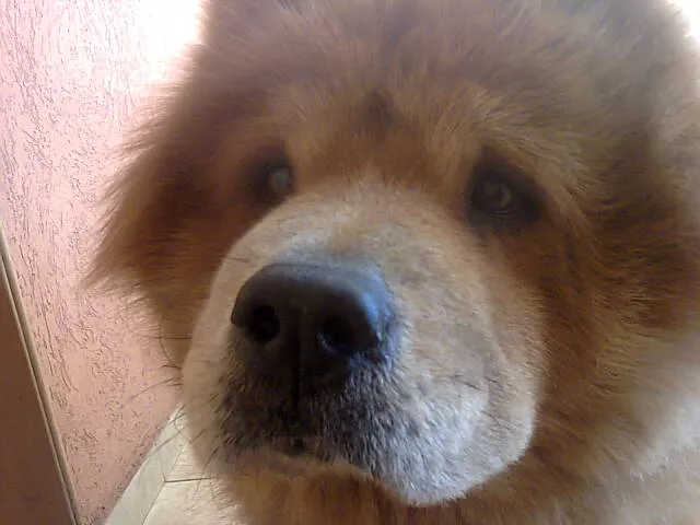 Cachorro ra a Chow Chow idade 6 ou mais anos nome Jhow