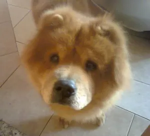 Cachorro raça Chow Chow idade 6 ou mais anos nome Jhow