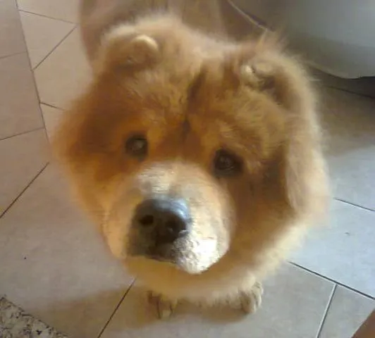 Cachorro ra a Chow Chow idade 6 ou mais anos nome Jhow
