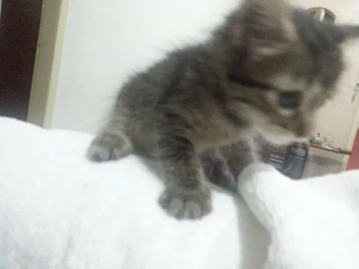 Gato ra a  idade 2 a 6 meses nome nenhum