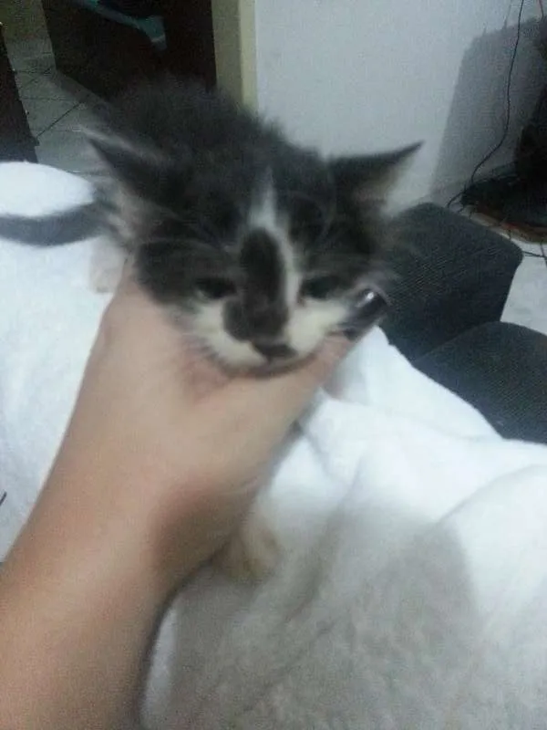 Gato ra a  idade 2 a 6 meses nome nenhum