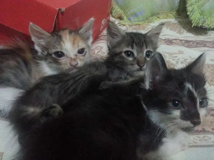 Gato ra a  idade 2 a 6 meses nome nenhum