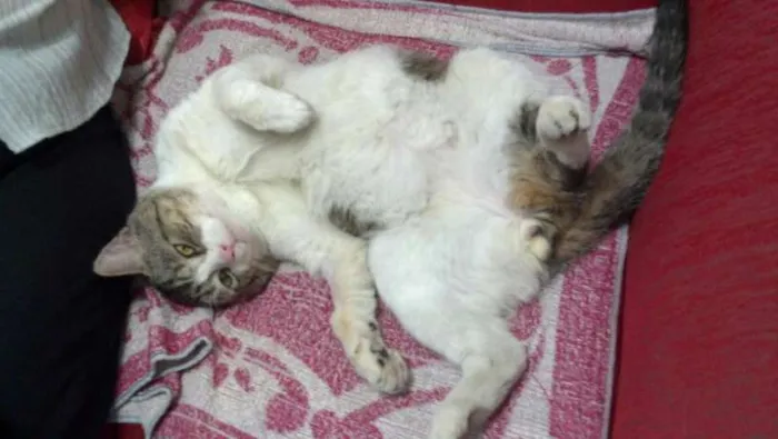 Gato raça vira lata idade 1 ano nome Boog