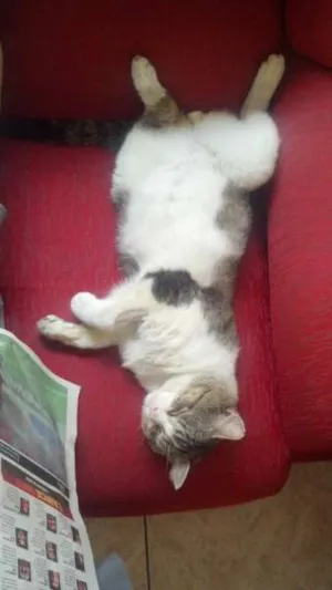 Gato raça vira lata idade 1 ano nome Boog