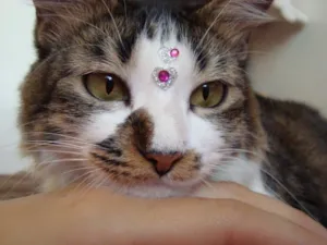 Gato raça  idade 5 anos nome Catarina