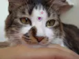 Catarina