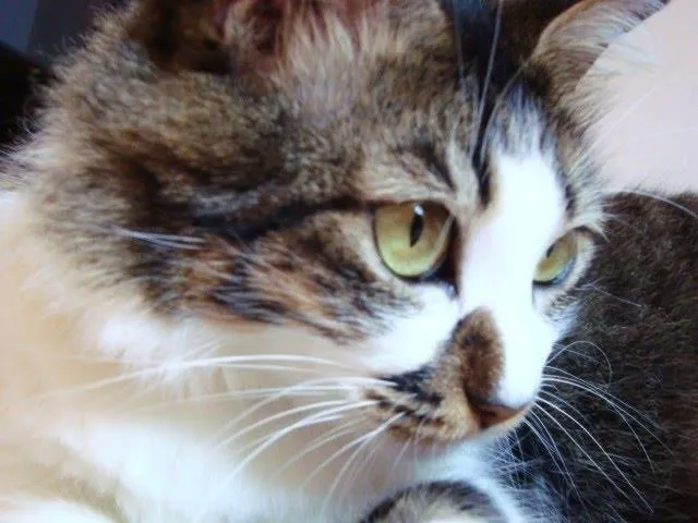Gato ra a  idade 5 anos nome Catarina