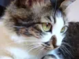 Catarina