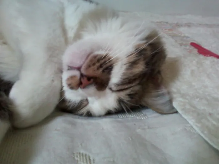 Gato ra a  idade 5 anos nome Catarina