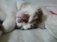 Catarina