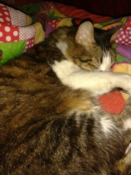 Gato ra a  idade 5 anos nome Catarina
