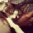 Catarina
