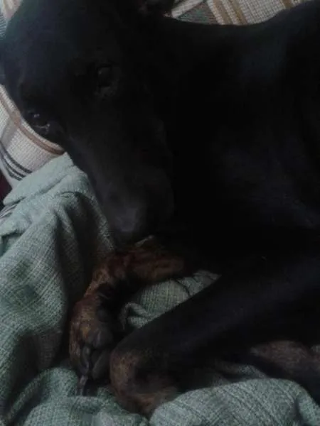 Cachorro ra a Vira-lata idade 6 ou mais anos nome Beyonce
