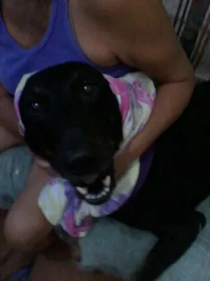 Cachorro raça Vira-lata idade 6 ou mais anos nome Beyonce