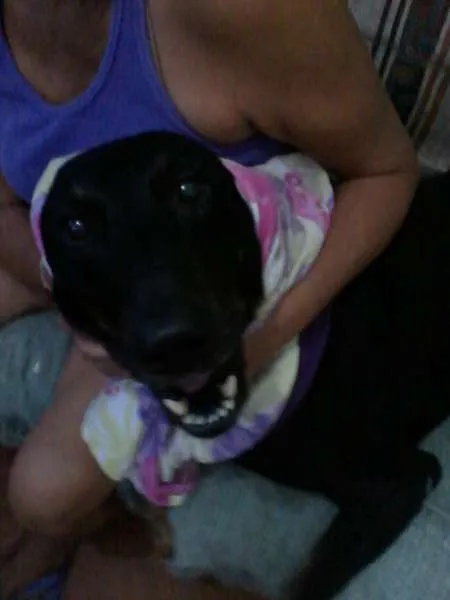 Cachorro ra a Vira-lata idade 6 ou mais anos nome Beyonce