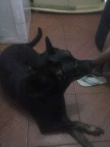 Cachorro ra a Vira-lata idade 6 ou mais anos nome Beyonce